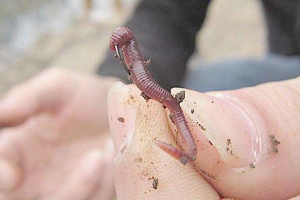 用蚯蚓钓鱼怎样调漂?