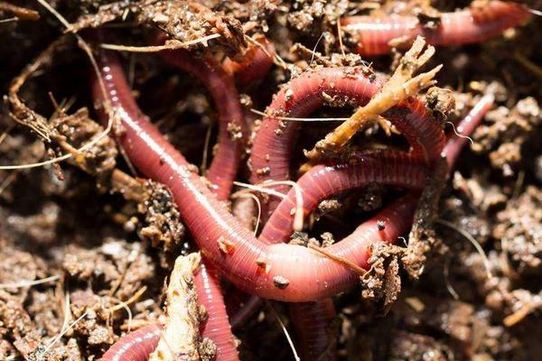 用蚯蚓钓鱼怎样调漂?