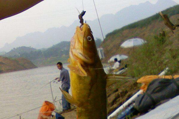 用蚯蚓钓鱼怎样调漂?