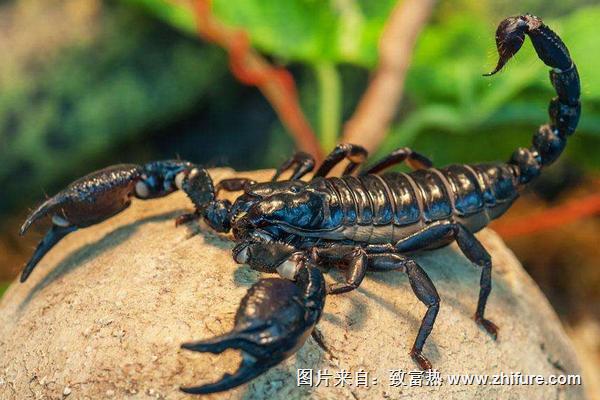 家里有蝎子怎么办?