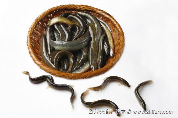 哪些人不适合吃泥鳅?