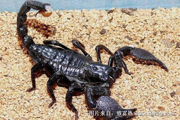 梦到蝎子是什么意思?