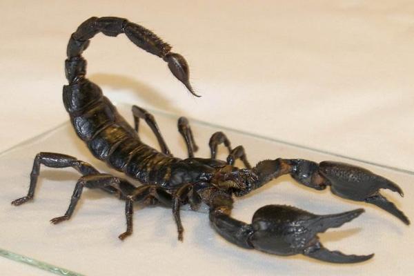 梦到蝎子是什么意思?