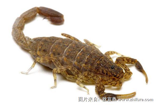 吃蝎子有什么好处?