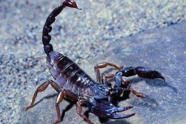 梦到蝎子是什么意思?