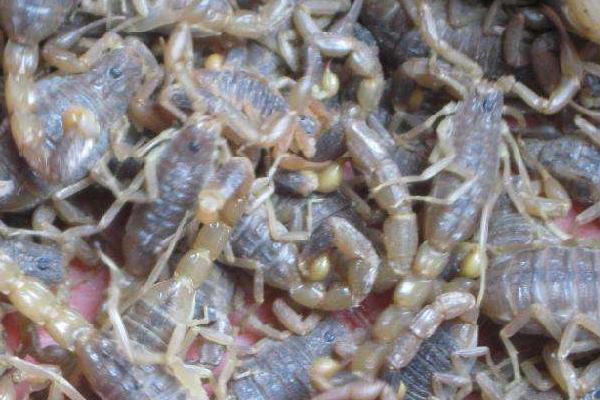 梦到蝎子是什么意思?