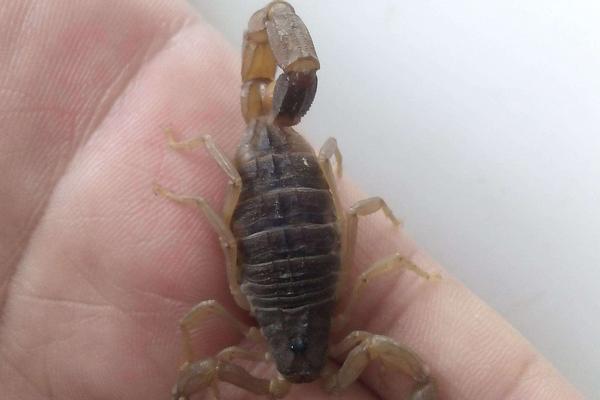 梦到蝎子是什么意思?