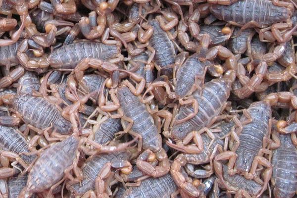 梦到蝎子是什么意思?