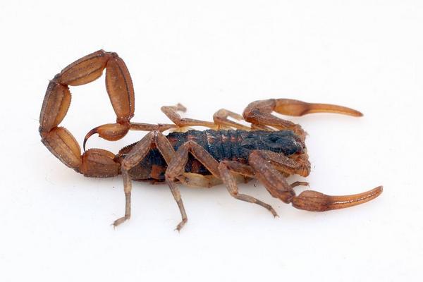 梦到蝎子是什么意思?