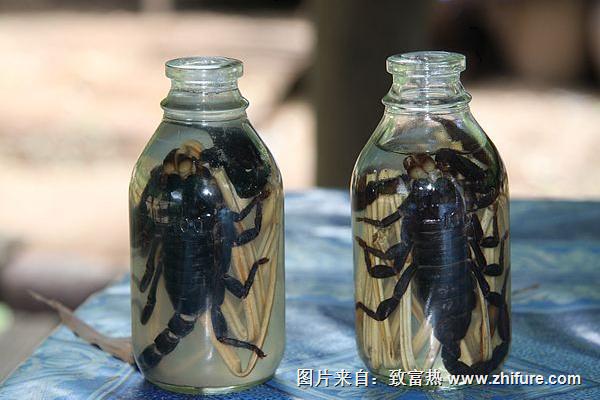 蝎子泡酒有什么功效?