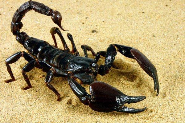 蝎子泡酒有什么功效?