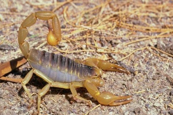 蝎子泡酒有什么功效?