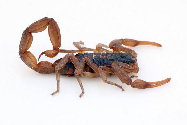 蝎子泡酒有什么功效?