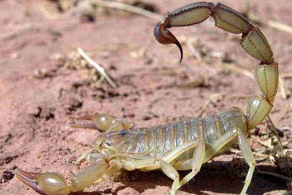 蝎子泡酒有什么功效?