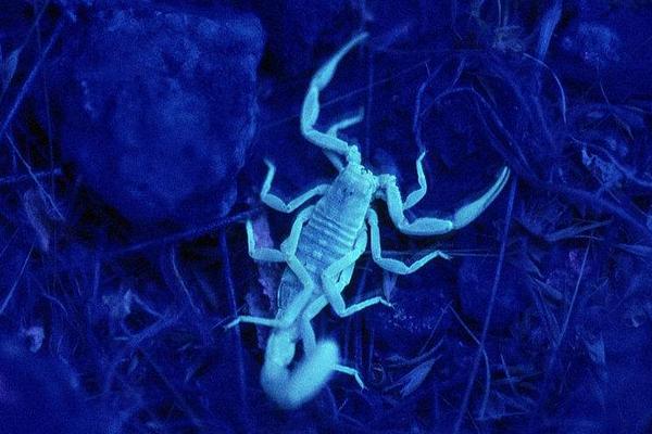 蝎子泡酒有什么功效?