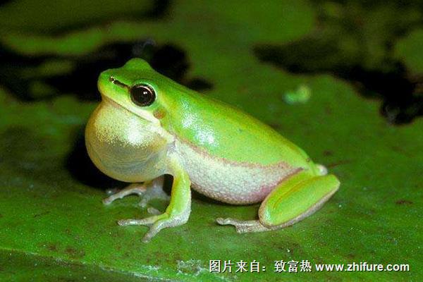 青蛙为什么晚上会叫?