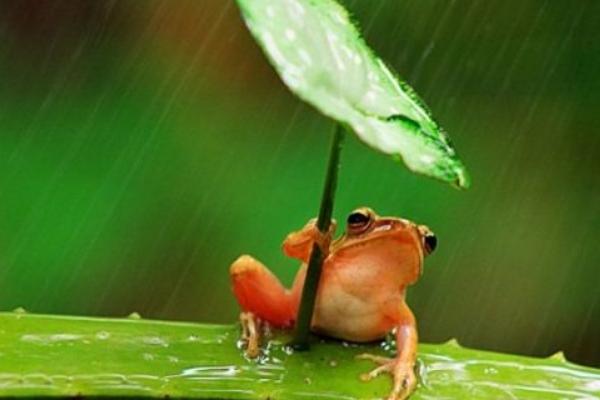 青蛙为什么晚上会叫?