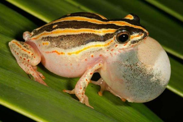 青蛙为什么晚上会叫?