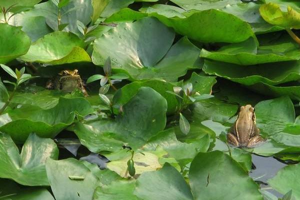 青蛙为什么晚上会叫?