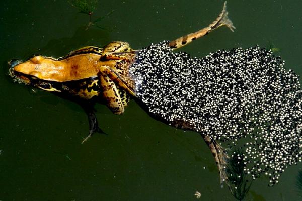 青蛙为什么晚上会叫?