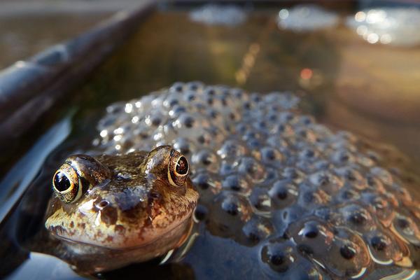 青蛙为什么晚上会叫?