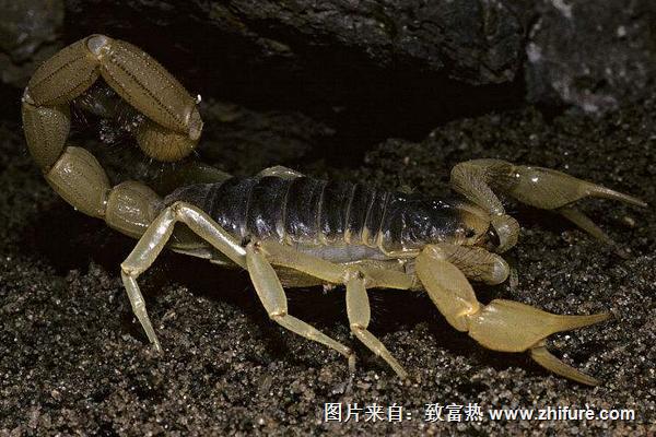 蝎子价格多少钱一斤?