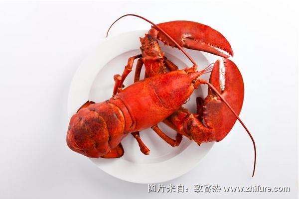 波士顿龙虾多少钱一斤?