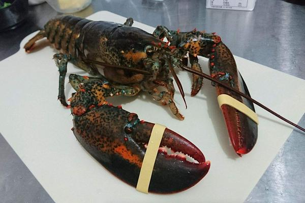 波士顿龙虾多少钱一斤?