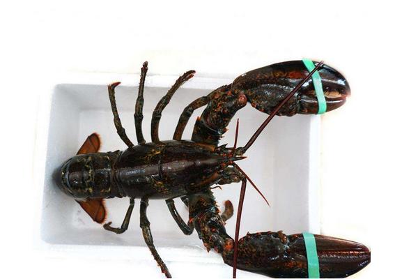 波士顿龙虾多少钱一斤?