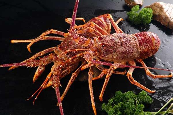 波士顿龙虾多少钱一斤?