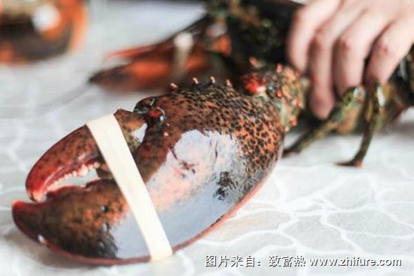 波士顿龙虾怎么杀?