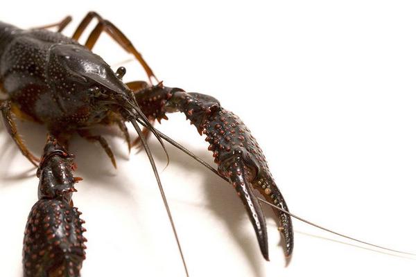 十三香龙虾怎么做?