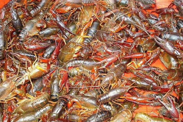 油焖小龙虾怎么做？