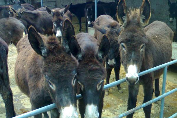 2018养肉驴赚钱吗?肉驴养殖的利润与投资成本及前景预测