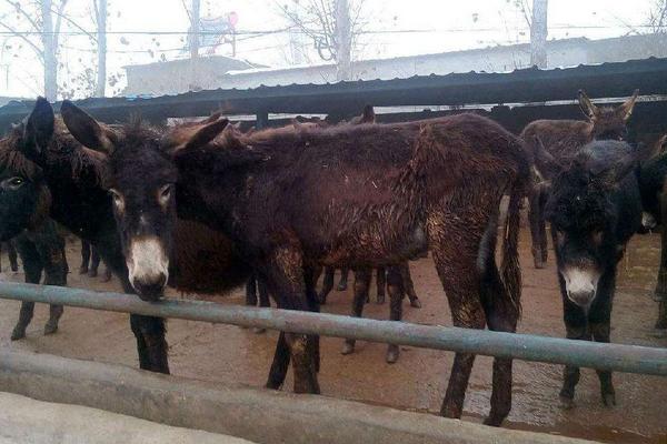 2018养肉驴赚钱吗?肉驴养殖的利润与投资成本及前景预测