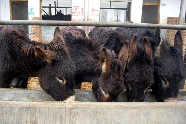 2018养肉驴赚钱吗?肉驴养殖的利润与投资成本及前景预测