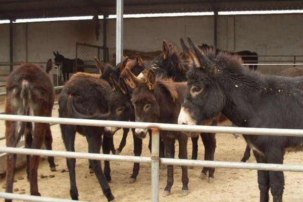 2018养肉驴赚钱吗?肉驴养殖的利润与投资成本及前景预测