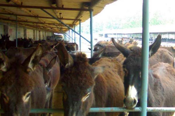 2018养肉驴赚钱吗?肉驴养殖的利润与投资成本及前景预测