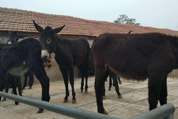 2018养肉驴赚钱吗?肉驴养殖的利润与投资成本及前景预测