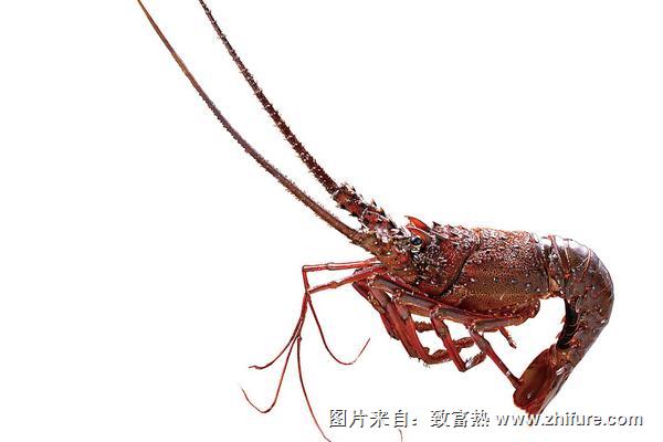 波士顿龙虾和澳洲龙虾的区别是什么?