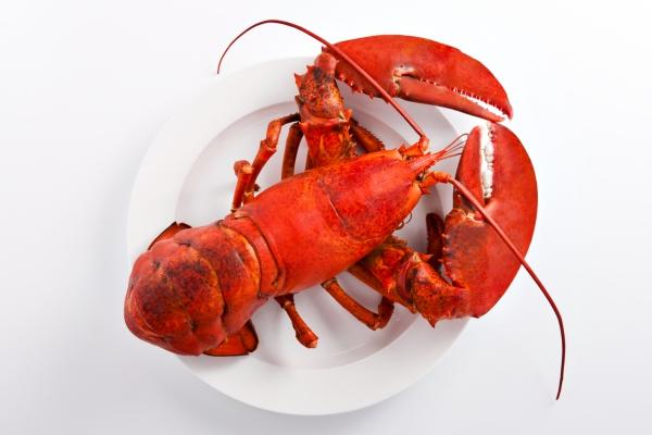 波士顿龙虾和澳洲龙虾的区别是什么?