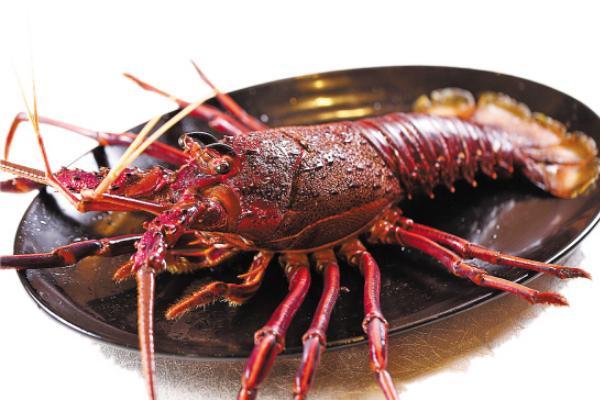 波士顿龙虾和澳洲龙虾的区别是什么?