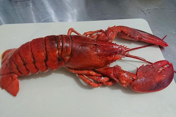 波士顿龙虾和澳洲龙虾的区别是什么?