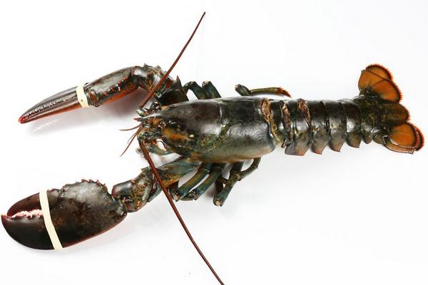 波士顿龙虾蒸多长时间?