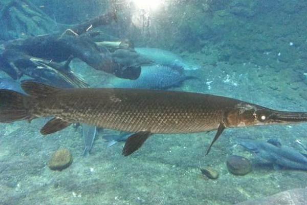 养一亩鸭嘴鱼能赚多少钱?养鸭嘴鱼的成本和利润