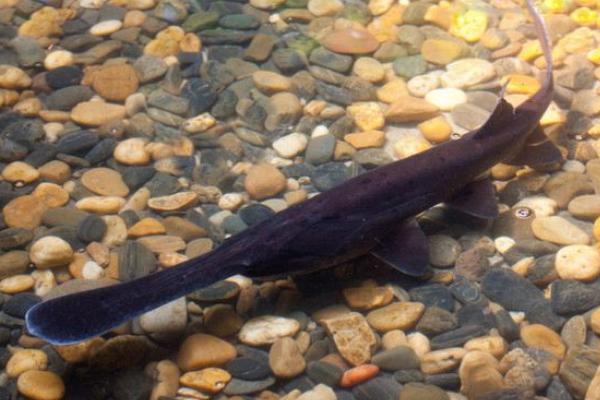 养一亩鸭嘴鱼能赚多少钱?养鸭嘴鱼的成本和利润