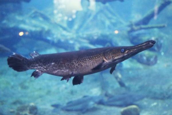 养一亩鸭嘴鱼能赚多少钱?养鸭嘴鱼的成本和利润