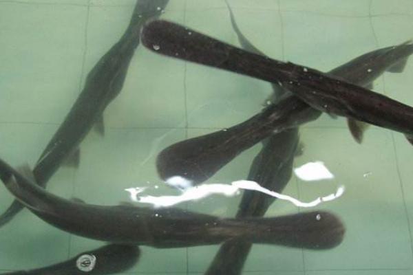 养一亩鸭嘴鱼能赚多少钱?养鸭嘴鱼的成本和利润