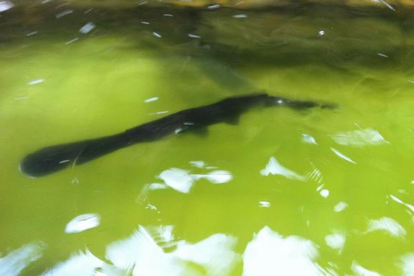 养一亩鸭嘴鱼能赚多少钱?养鸭嘴鱼的成本和利润