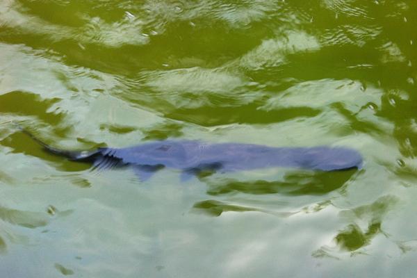 养一亩鸭嘴鱼能赚多少钱?养鸭嘴鱼的成本和利润